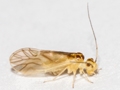 Valenzuela flavidus